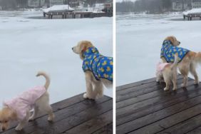 Golden Retriever Puppy Is Unbothered by Raincoat—Older Brother Not So Sure