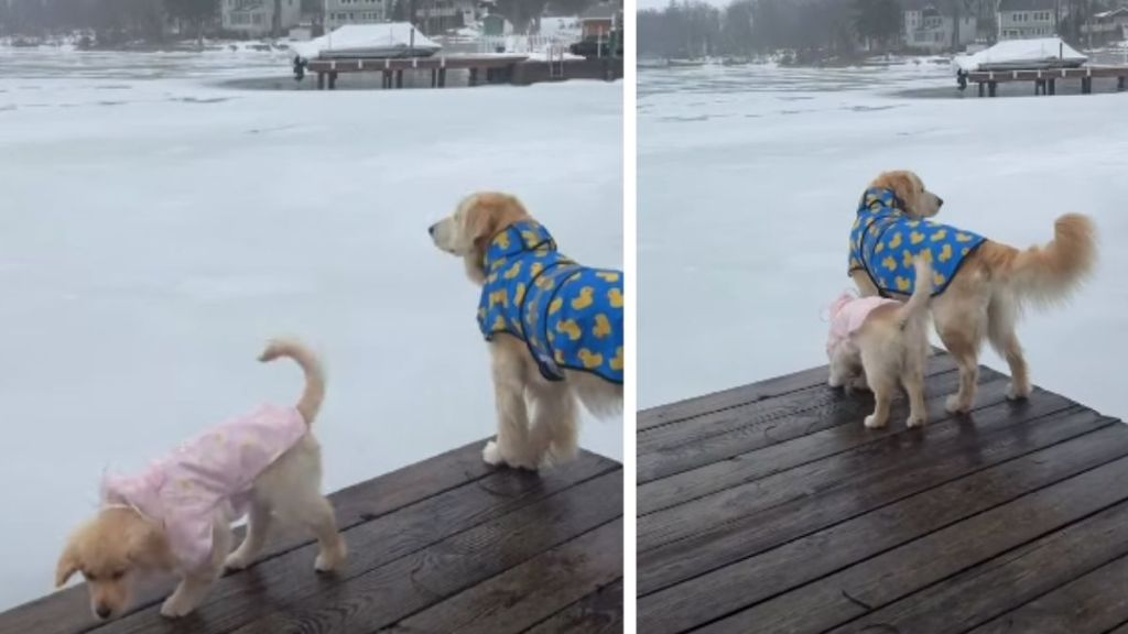 Golden Retriever Puppy Is Unbothered by Raincoat—Older Brother Not So Sure