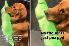 Golden Retriever & Owner Agree To Disagree About Bringing Pea Pod on Walk