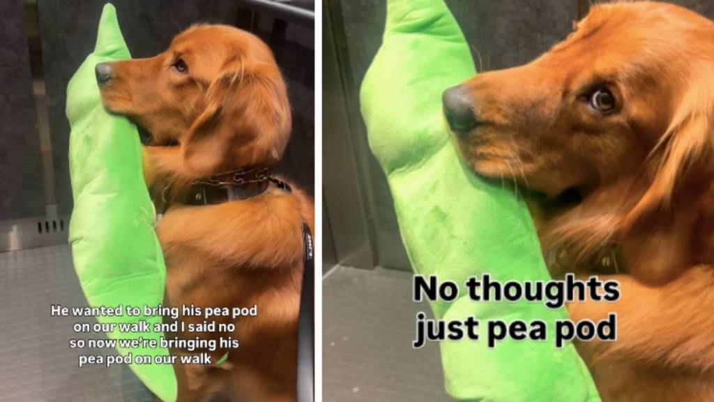 Golden Retriever & Owner Agree To Disagree About Bringing Pea Pod on Walk