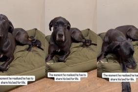 Big Dog Is Possibly Confused About Tiny Puppy Sharing His Bed
