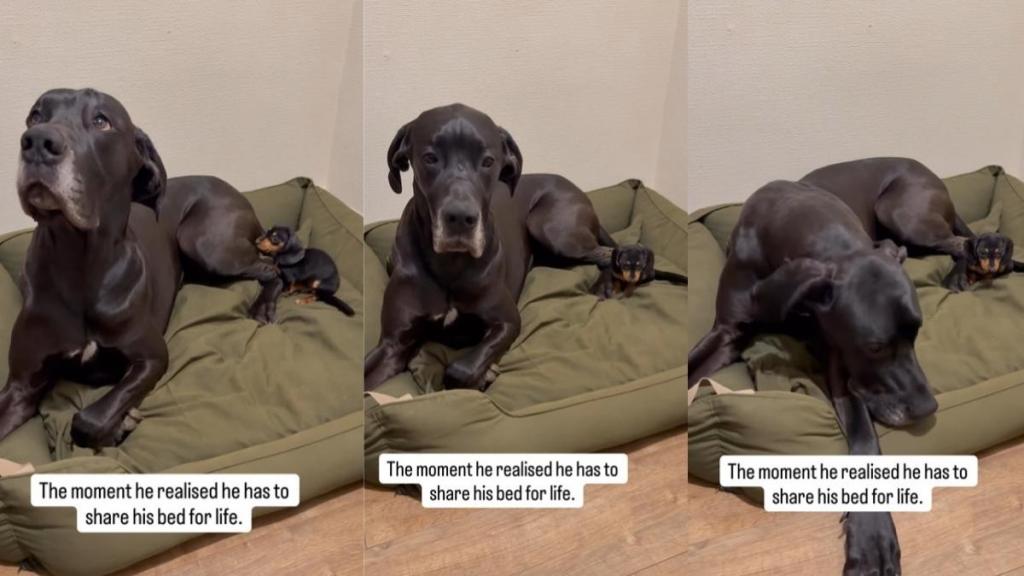 Big Dog Is Possibly Confused About Tiny Puppy Sharing His Bed