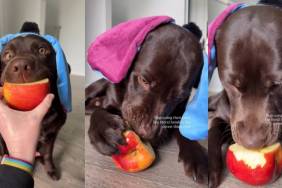Labrador Puppy Eating Apple Makes for Cutest Video