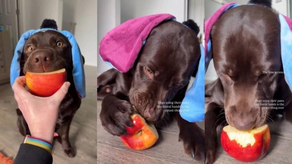 Labrador Puppy Eating Apple Makes for Cutest Video