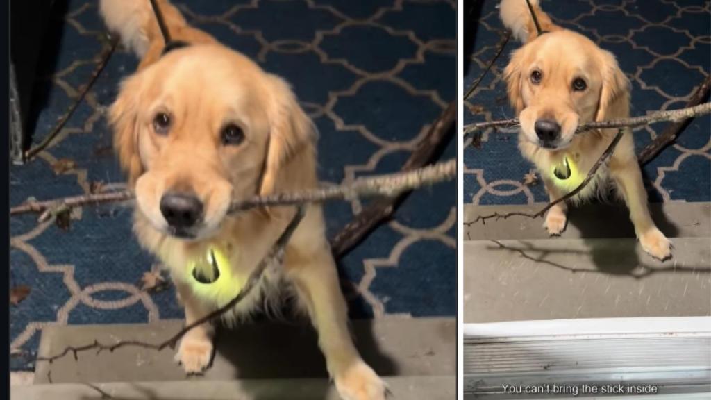 Golden Retriever Isn’t Too Happy After Being Told To Leave Stick Outside