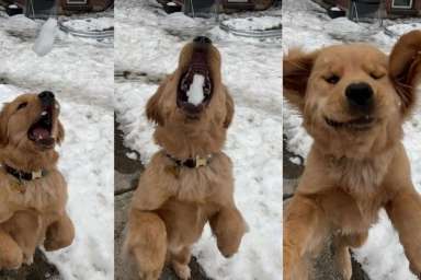 Video: Golden Retriever Dog Is Expert in Catching Snowballs