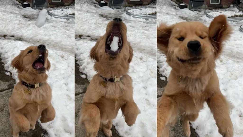 Video: Golden Retriever Dog Is Expert in Catching Snowballs