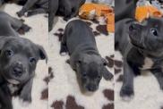 Video: Staffy Pup’s Cute Antics To Get Picked up Melts Hearts