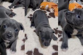 Video: Staffy Pup’s Cute Antics To Get Picked up Melts Hearts