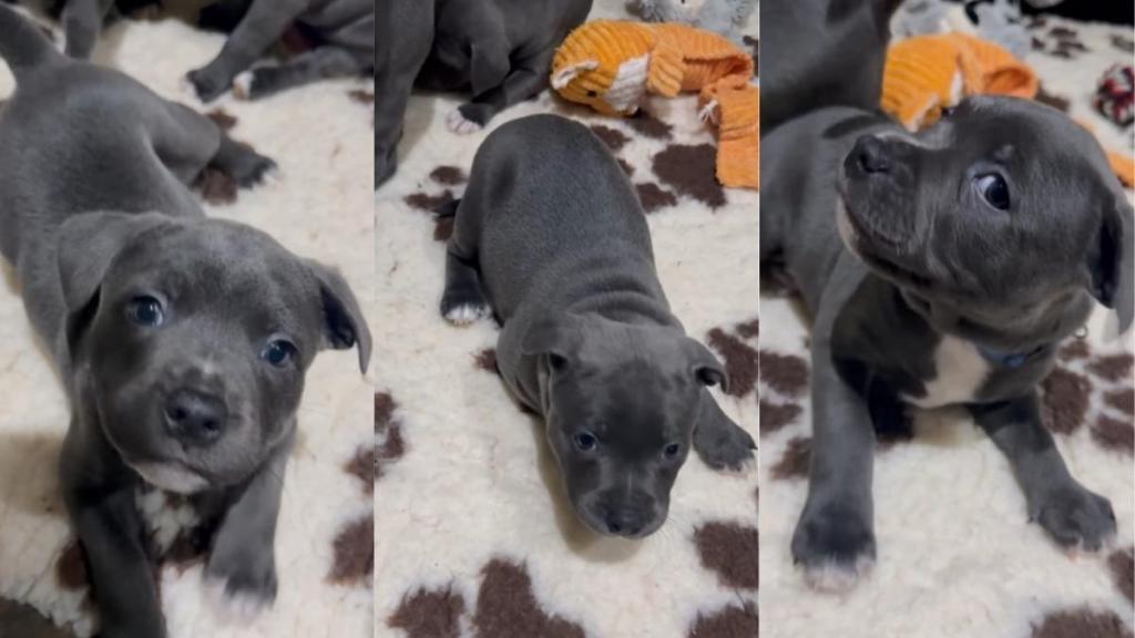 Video: Staffy Pup’s Cute Antics To Get Picked up Melts Hearts