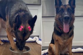 Video: Dog Drinking From Her Bowl Starts Sweet, Ends Hilariously