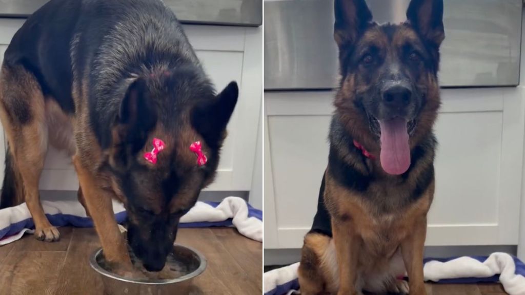 Video: Dog Drinking From Her Bowl Starts Sweet, Ends Hilariously