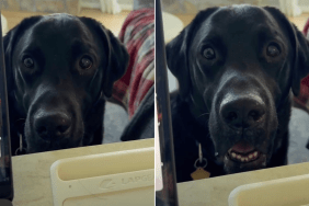 Video: Dog Reacts When He Is Ready for Dinner, but Owner's Busy