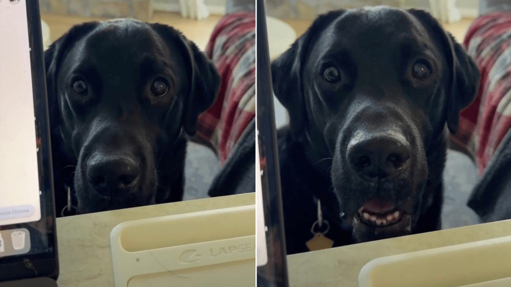 Video: Dog Reacts When He Is Ready for Dinner, but Owner's Busy
