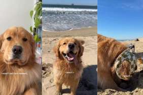 Golden Retriever Wasn’t Sad, He Just Needed a Day at the Beach