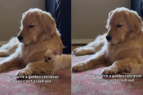 Golden Retriever Being Super Patient With Chihuahua Brother