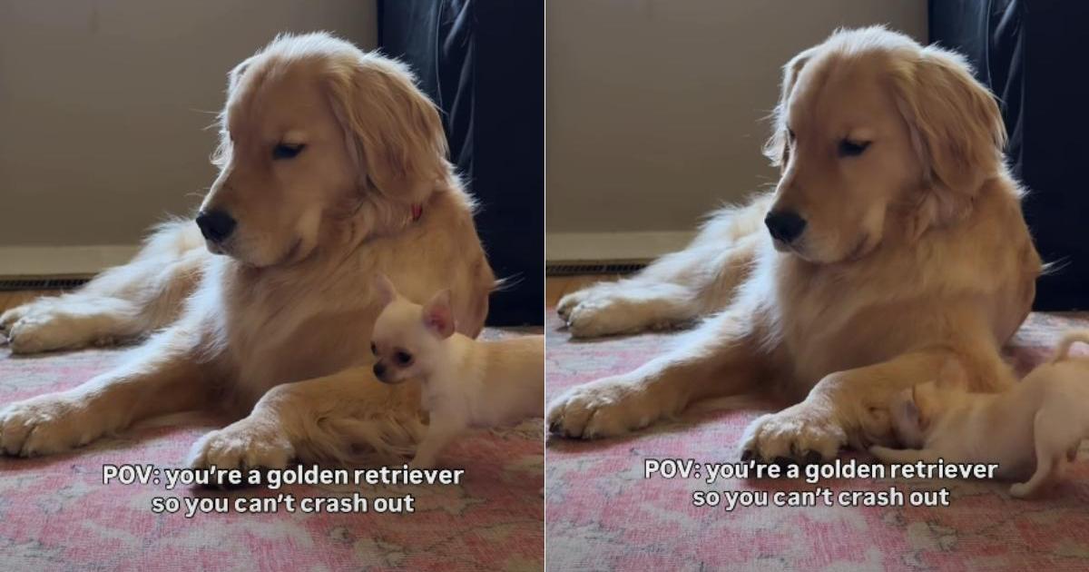 Golden Retriever Being Super Patient With Chihuahua Brother - DogTime