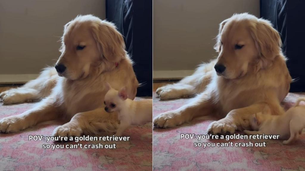 Golden Retriever Being Super Patient With Chihuahua Brother