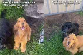 Dogs Are Super Excited To Show Their Owner Their Digging Art