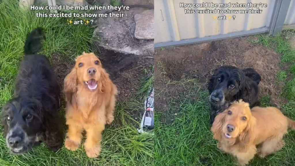 Dogs Are Super Excited To Show Their Owner Their Digging Art