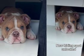 Puppy Finds New ‘Hiding Spot’ & It’s Super Cute