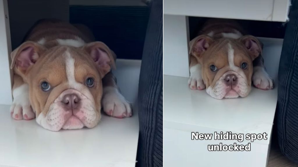 Puppy Finds New ‘Hiding Spot’ & It’s Super Cute