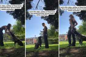 Dog Becomes Mom’s Foster Fail When They Find a Forever Home in Each Other