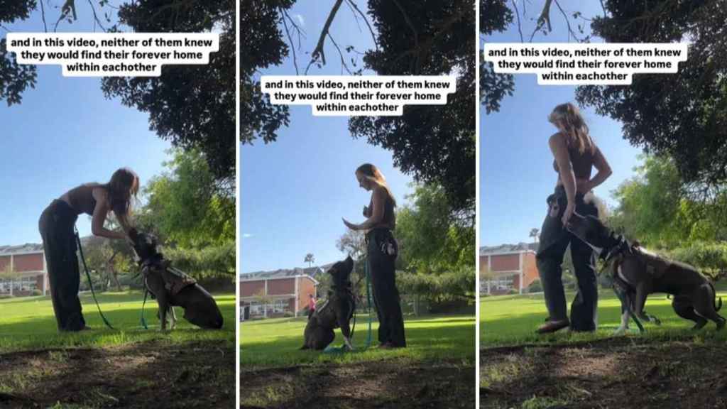 Dog Becomes Mom’s Foster Fail When They Find a Forever Home in Each Other