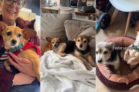 Dog Gets Spoiled by Foster Mom the Night Before Leaving for Forever Home