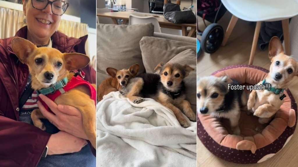 Dog Gets Spoiled by Foster Mom the Night Before Leaving for Forever Home