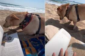 Dog Interrupts Owner’s Relaxing Beach Moment With Sand Digging