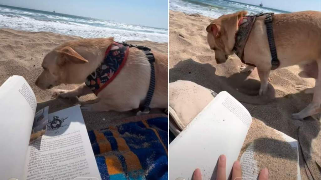 Dog Interrupts Owner’s Relaxing Beach Moment With Sand Digging