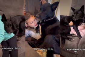 Dog Shows What 'If I Fits I Sits' Really Means