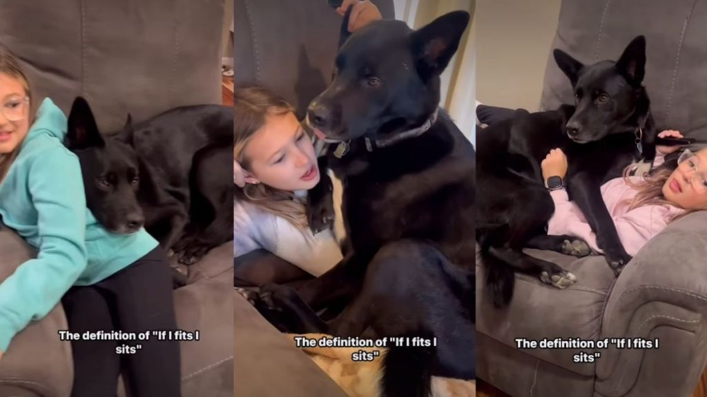 Dog Shows What 'If I Fits I Sits' Really Means