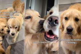 Golden Retriever Tries to 'Fix' His Furry Brother Recovering From Surgery