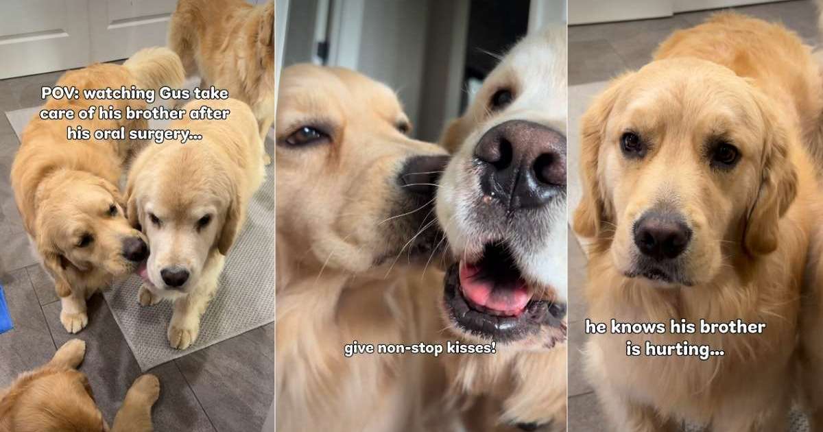 Golden Retriever Tries to 'Fix' His Furry Brother Recovering From Surgery