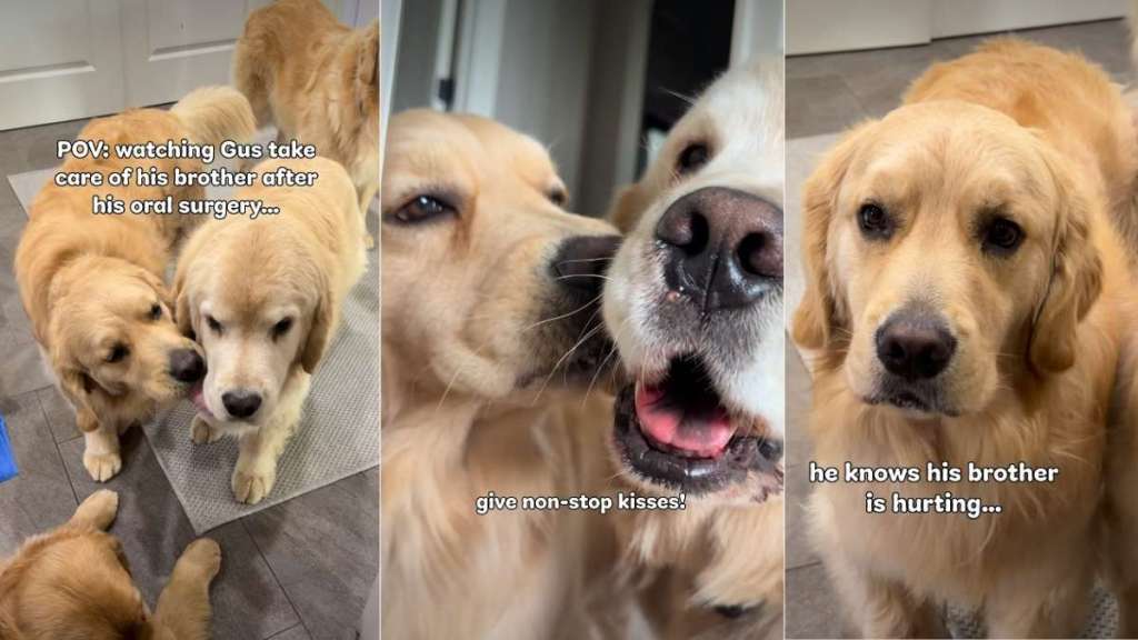 Golden Retriever Tries to 'Fix' His Furry Brother Recovering From Surgery