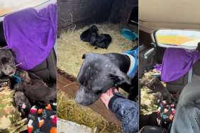 Dog Used for Breeding & Her Puppies Rescued From Freezing in the Cold
