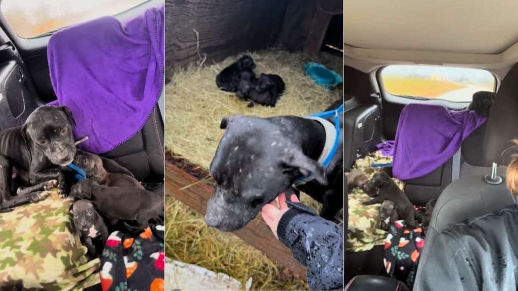 Dog Used for Breeding & Her Puppies Rescued From Freezing in the Cold