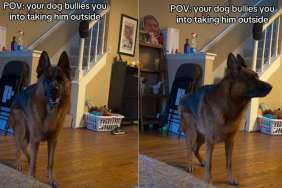 Dog Does More Than Just Demand Attention for Delayed Walk