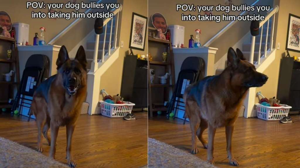 Dog Does More Than Just Demand Attention for Delayed Walk