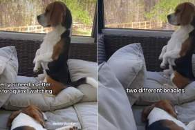 Dog Balances on Pillow for a Better View of Squirrels