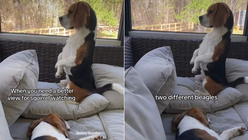 Dog Balances on Pillow for a Better View of Squirrels