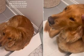 Golden Retriever Makes Sure Mom Never Feels Alone, So He Does This