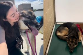 Shelter Dog Shows How a Day Out & Some Love Make a World of Difference