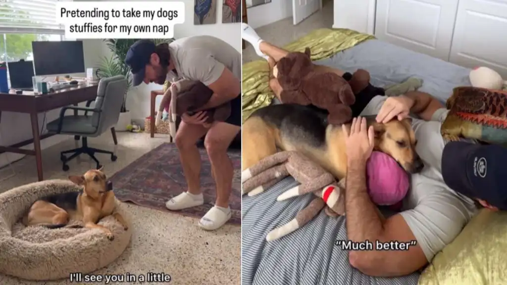 Rescue Dog Sees Dad Napping With His Toys, Then Joins Him for Cuddles