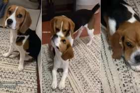 Beagle Has Adorable Way of Convincing Furry Sibling To Play