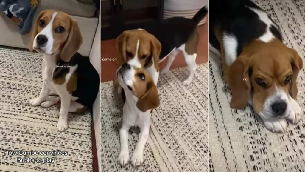 Beagle Has Adorable Way of Convincing Furry Sibling To Play