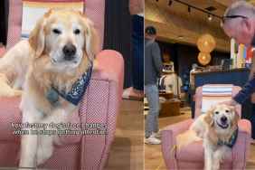 Dog’s Face Changes Instantly After Someone Stops Petting Him