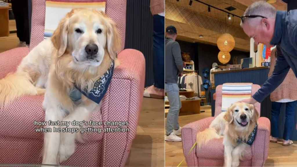 Dog’s Face Changes Instantly After Someone Stops Petting Him